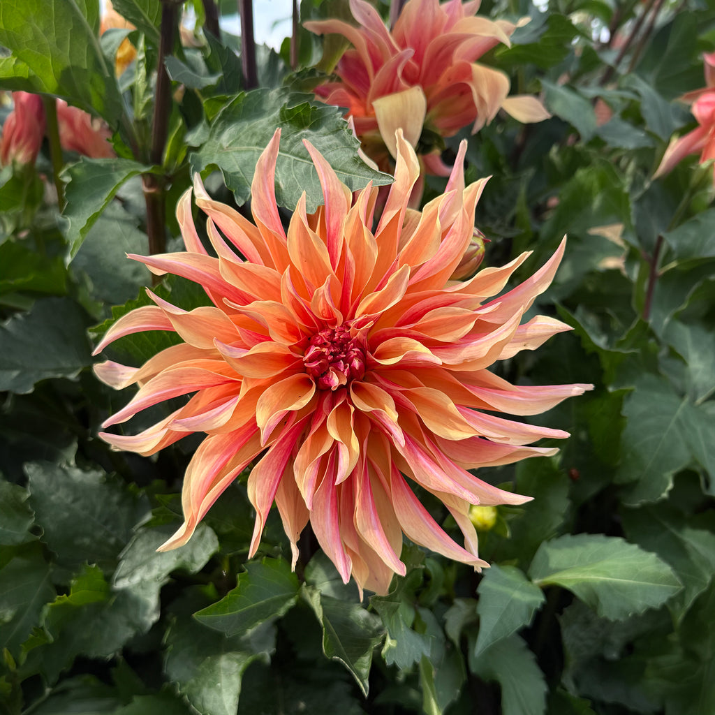 Mixed Dahlias