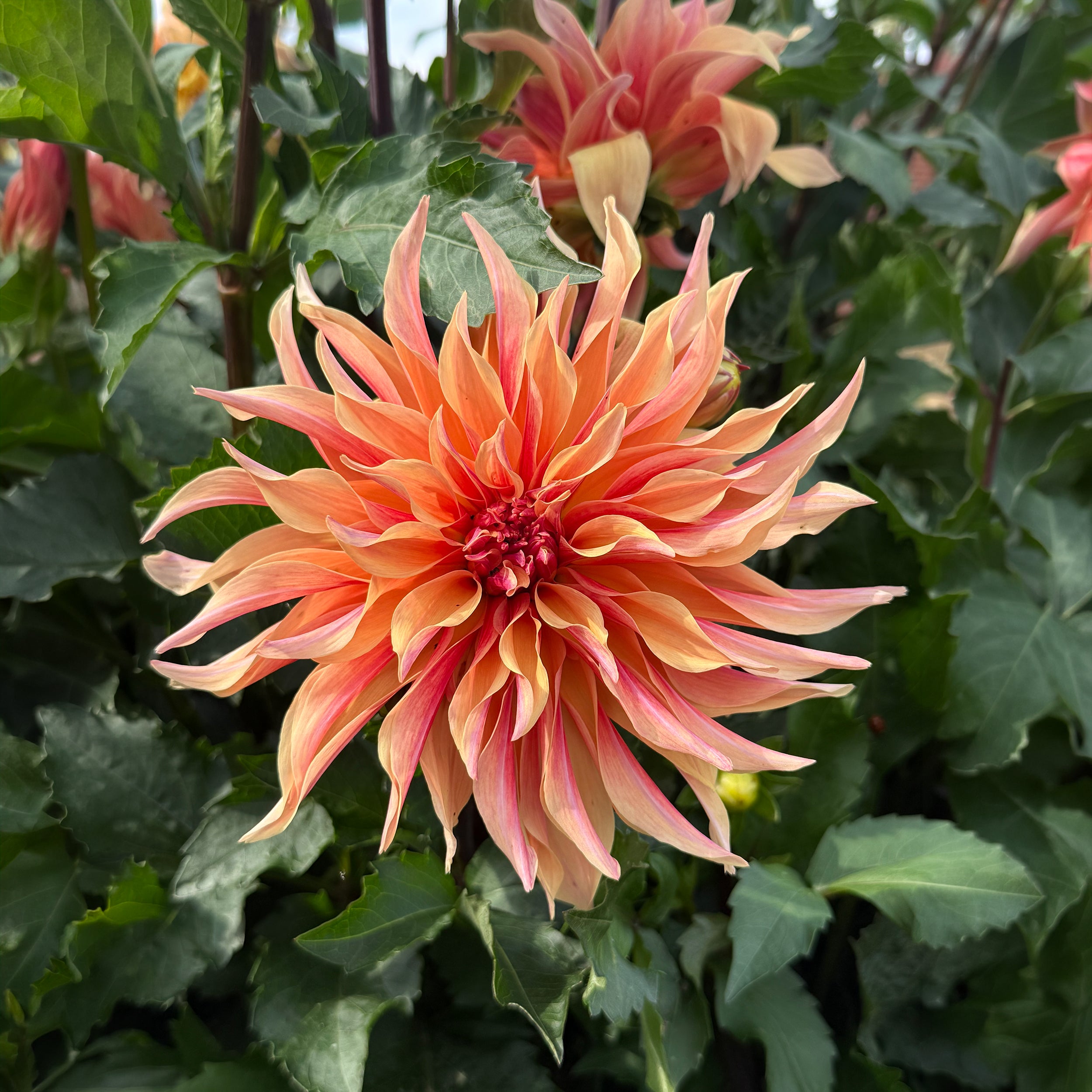 Mixed Dahlias