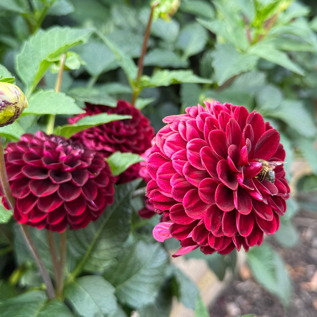 Mixed Dahlias