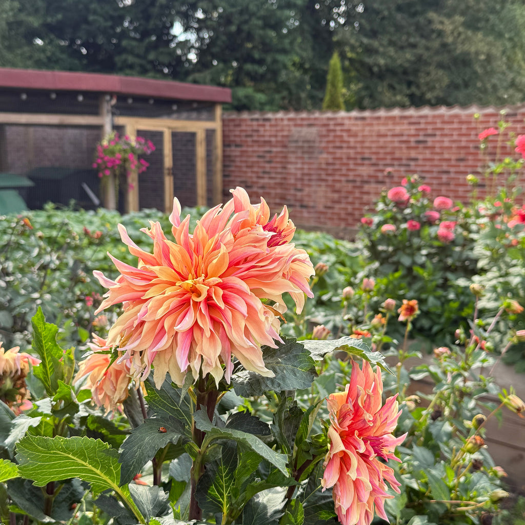 Mixed Dahlias