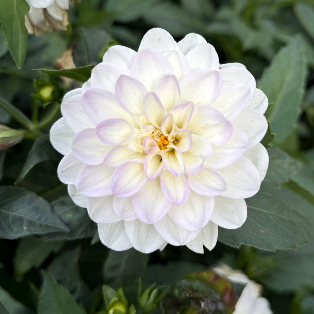 Mixed Dahlias