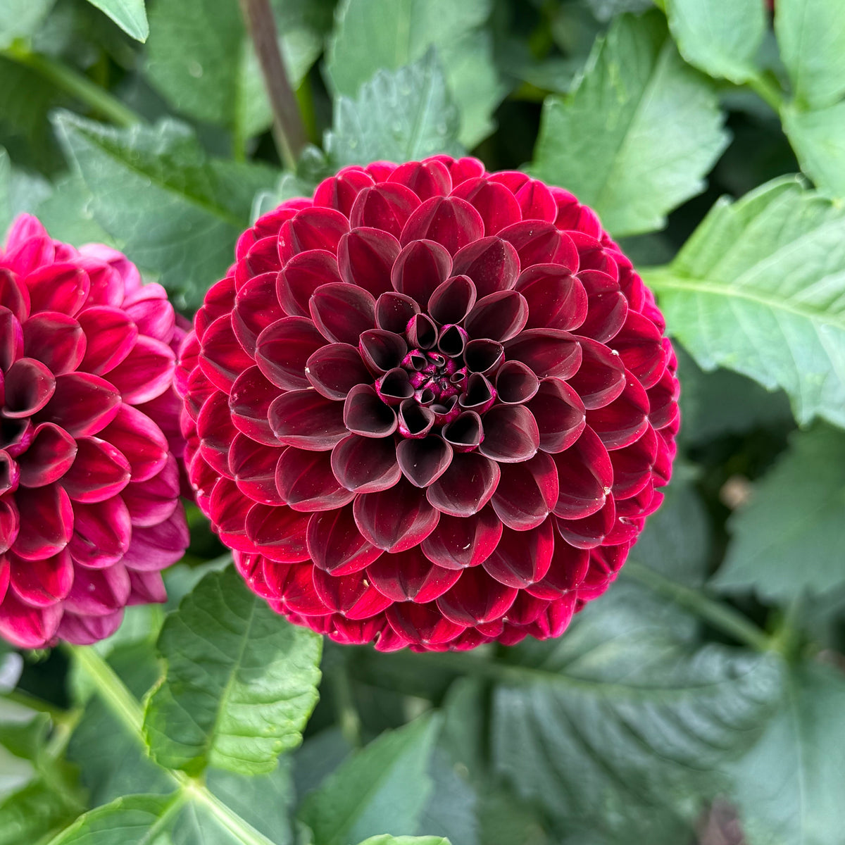 Mixed Dahlias