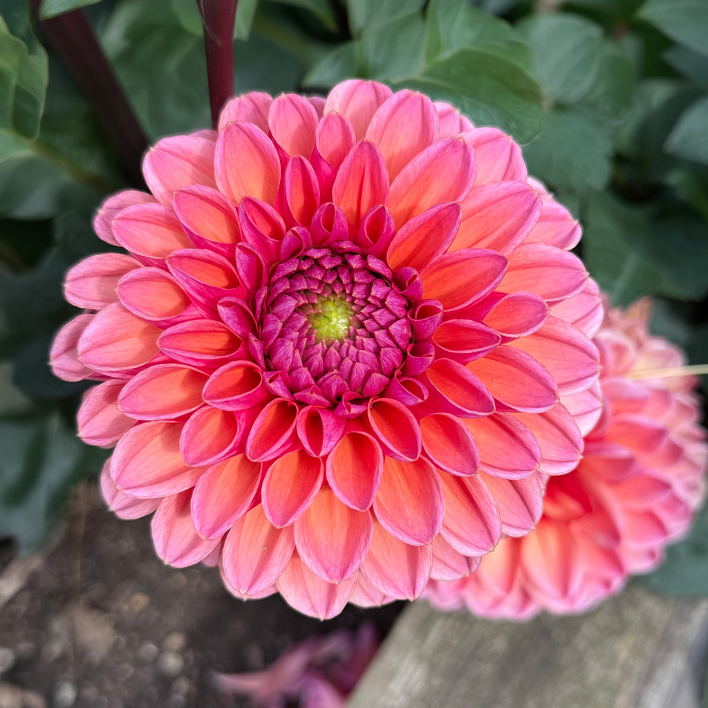 Mixed Dahlias