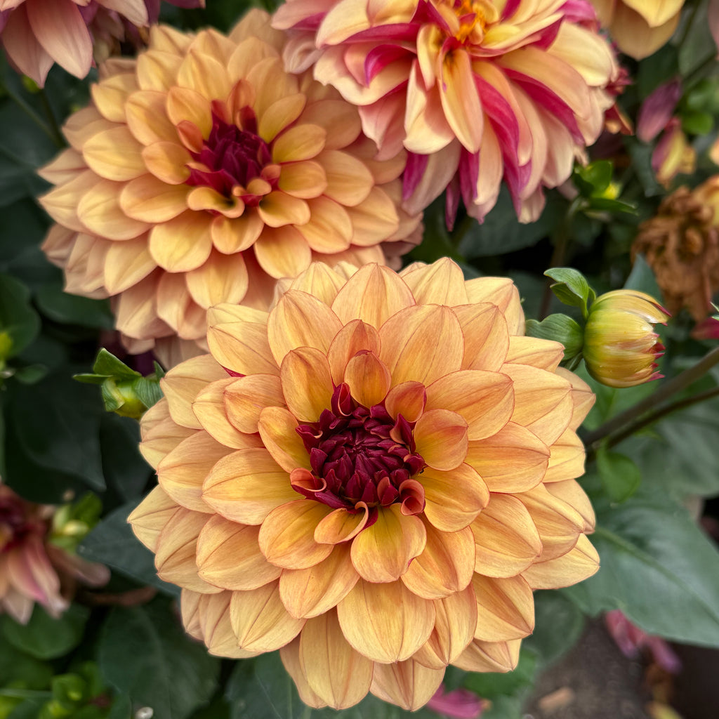 Mixed Dahlias