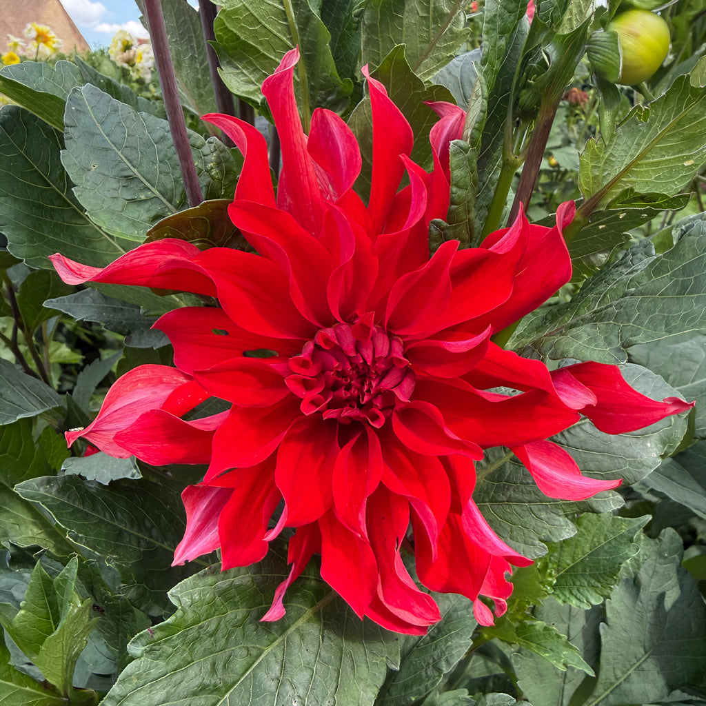 Mixed Dahlias