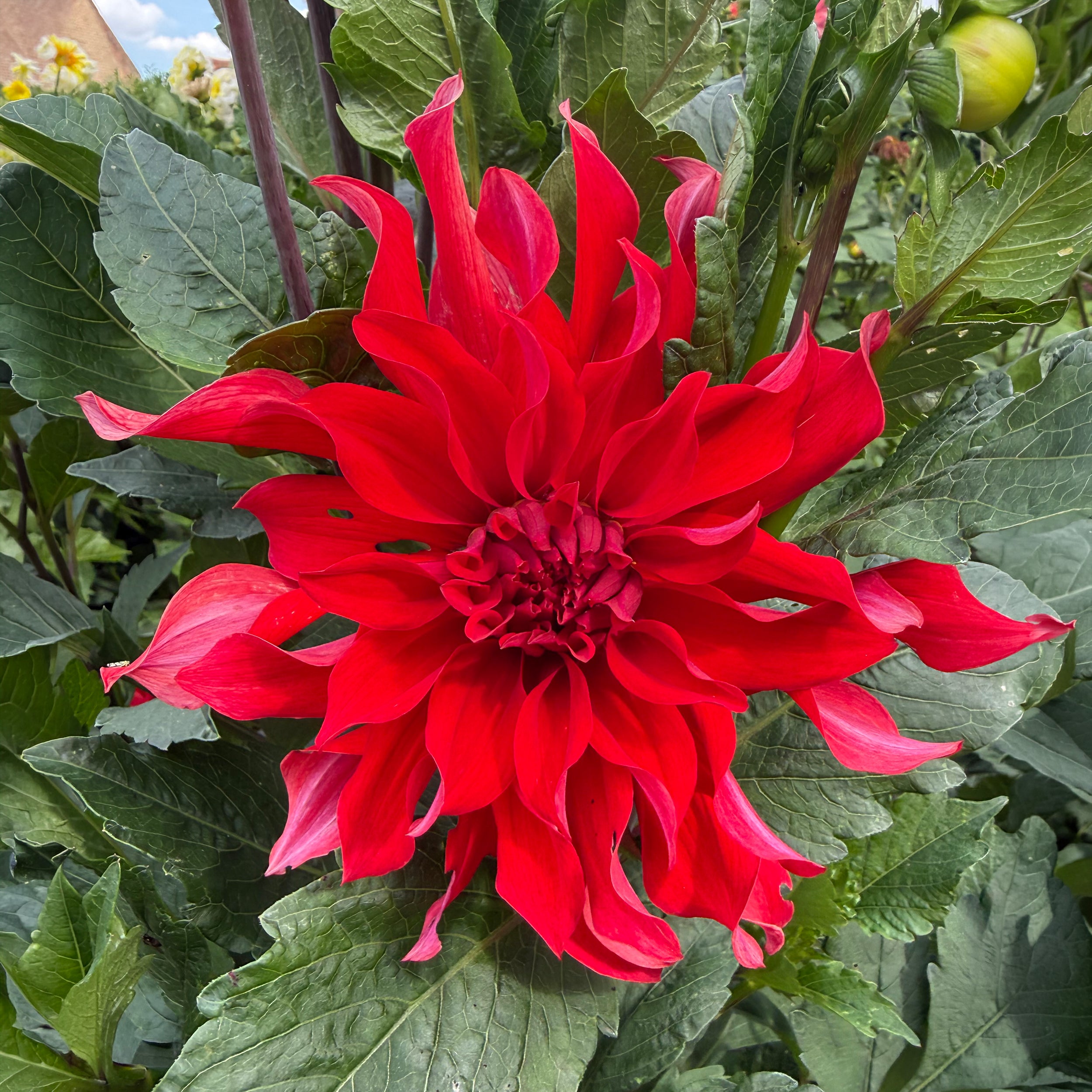 Mixed Dahlias