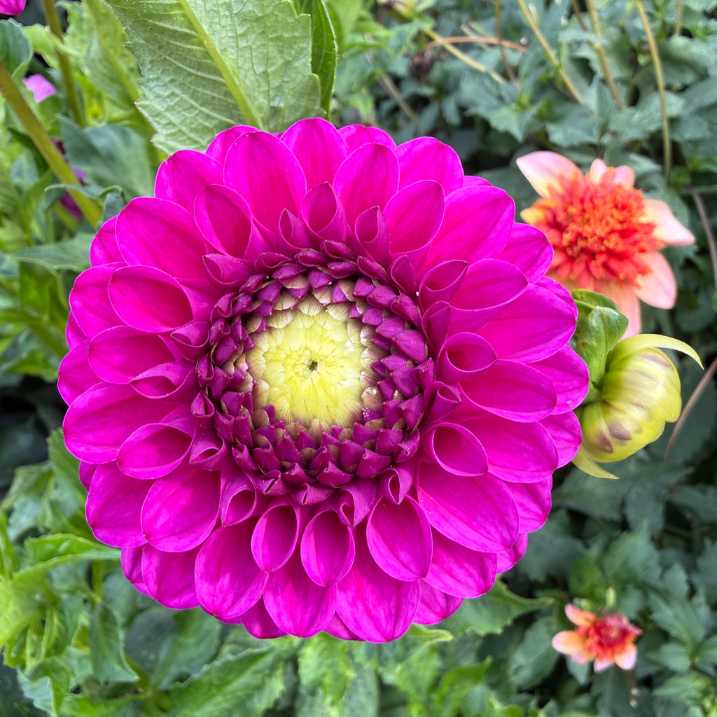 Mixed Dahlias